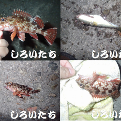 今日は夜釣り。